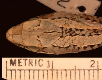 Media type: image;   Herpetology R-29432